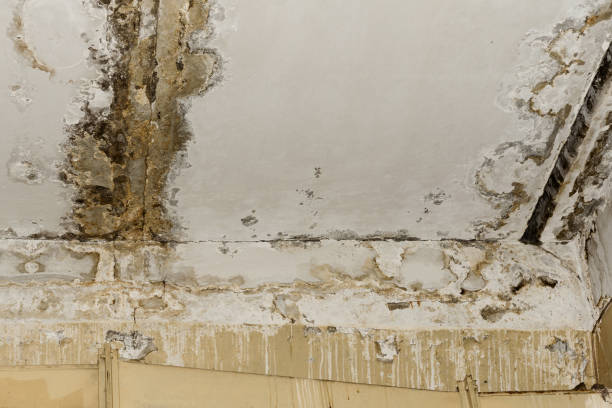 Ottawa, OH Mold Inspection, Removal & Remediation Company